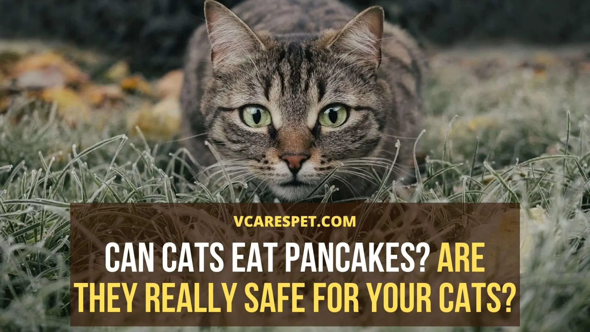Can Cats Eat Pancakes Are They really Safe For Your Cats