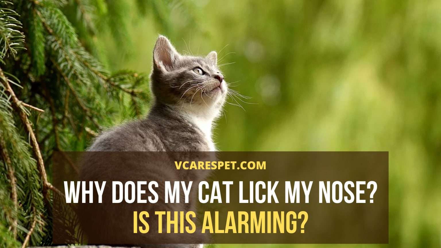 Why Does My Cat Lick My Nose? Is This Alarming? VCaresPet