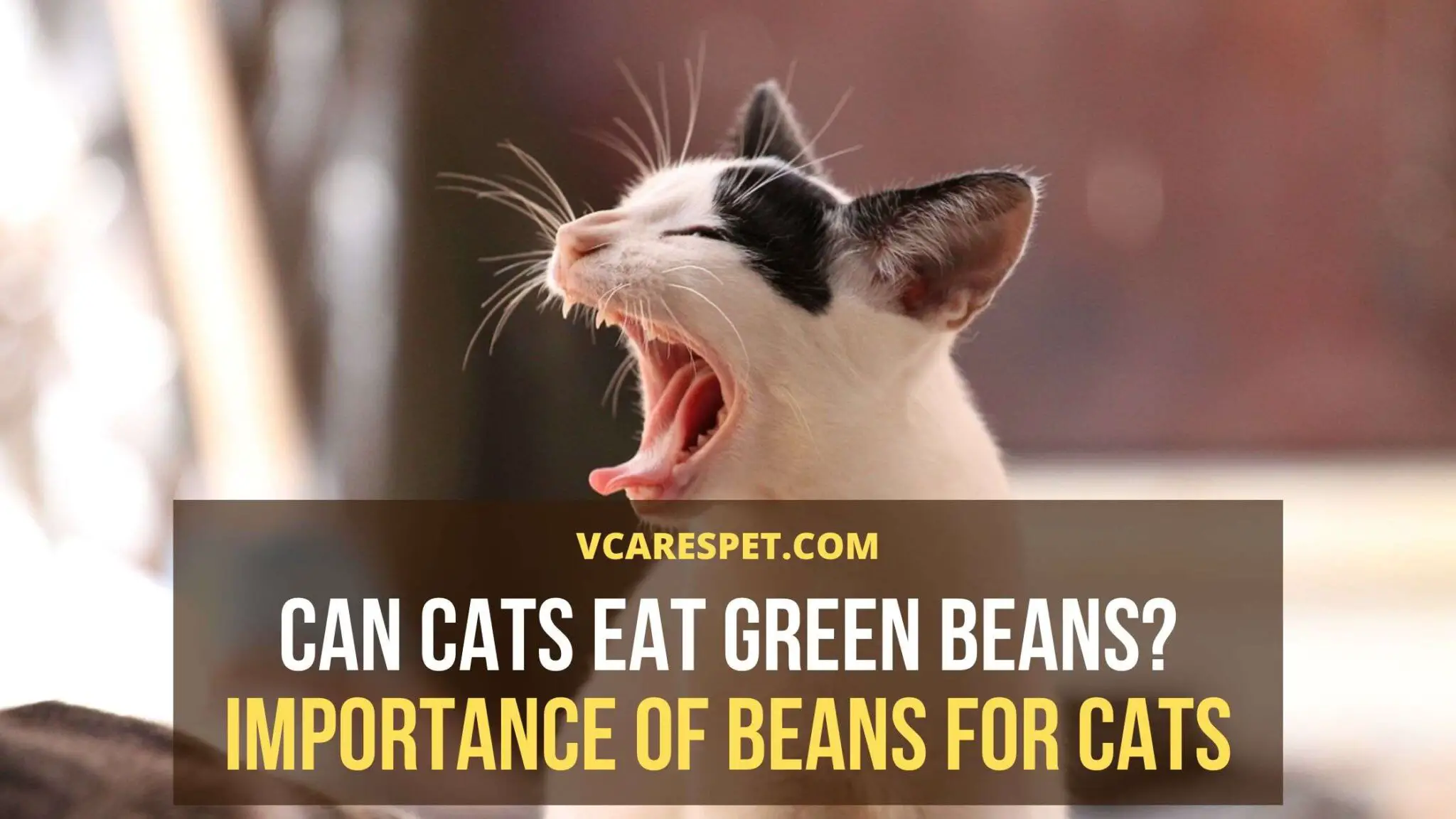 Can cats eat green beans