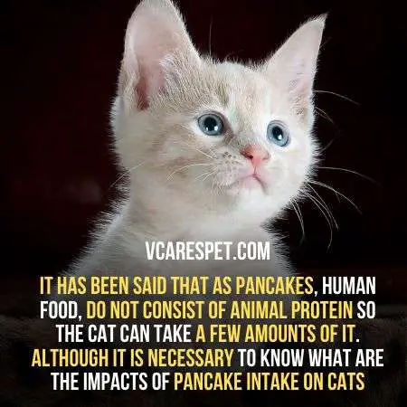 Are Pancakes Safe for cats