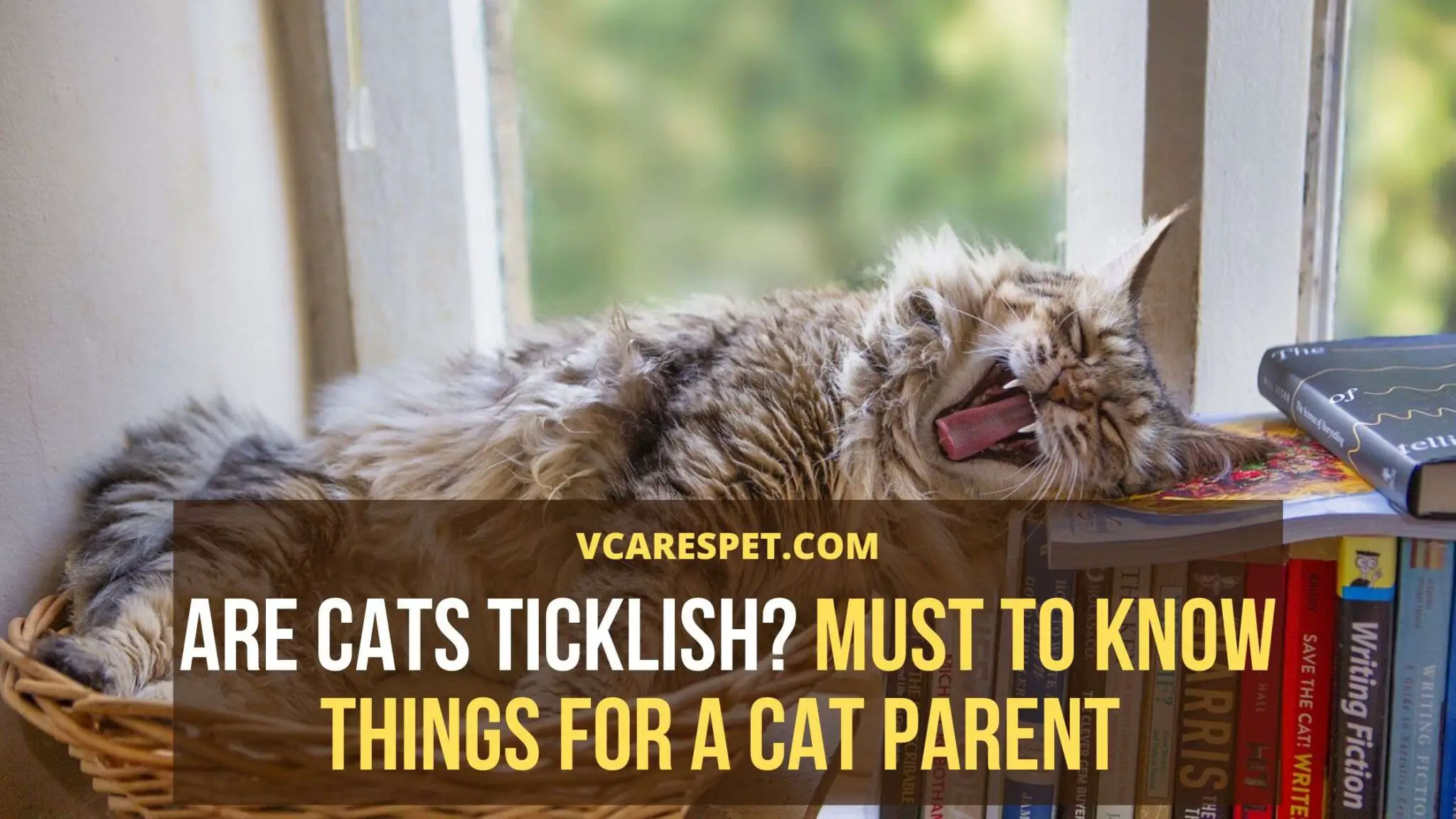Are cats ticklish