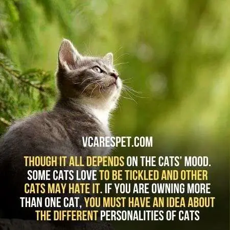 Are Cats Ticklish? Must To Know Things For A Cat Parent | VCaresPet