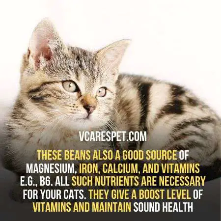 Beans are a good source of magnesium for cats