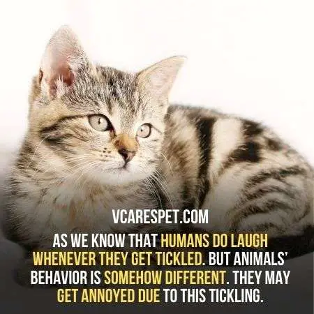 Cats don't laugh like humans