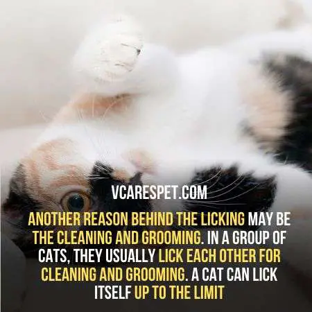 Cats lick eachother to clean themselves