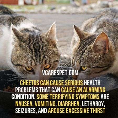 Cheetos can cause serious health problems to cats