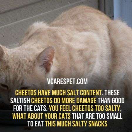 Cheetos have salt which is not good for cats