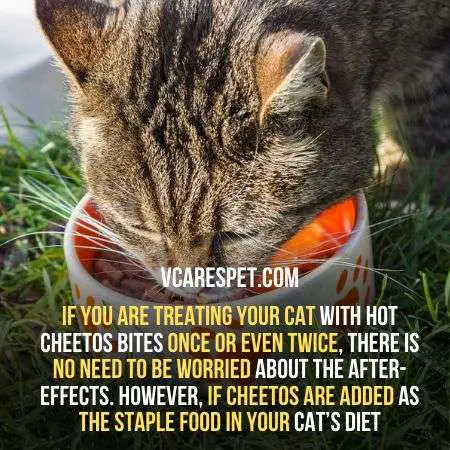 If you feed your cat once or twice with cheetos there is no need to be worried