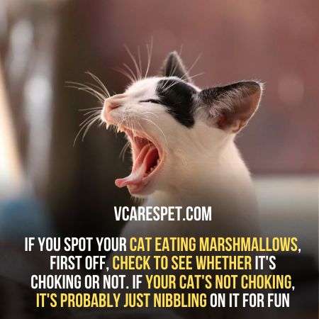 If your cat eat marshmallows check the weather