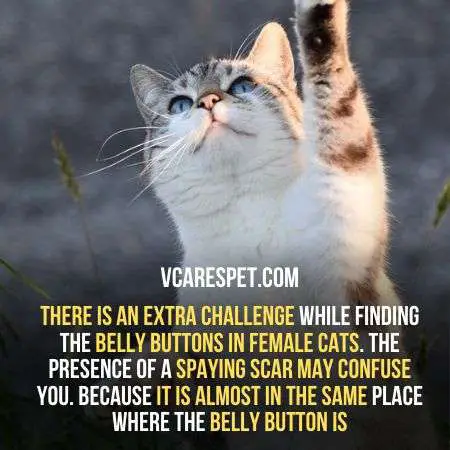 It is difficult to find belly buttons in female cats