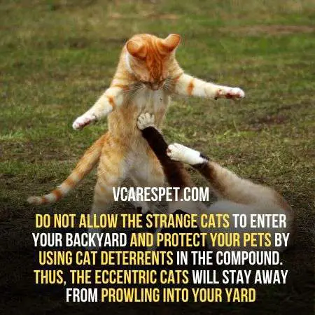 Protect your pet cats from stray cats