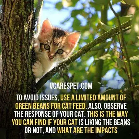 Use limited amount of green beans ro serve your cats