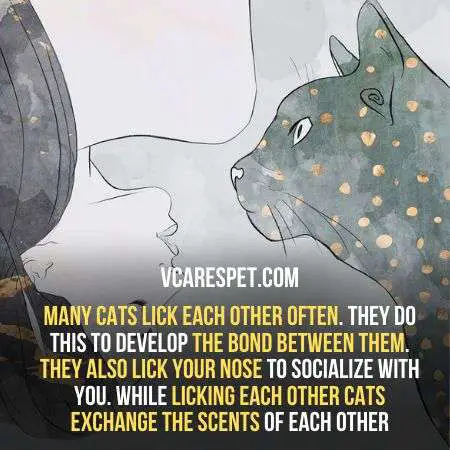 Why cats lick eachother