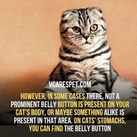 belly button is not easy to find in cats