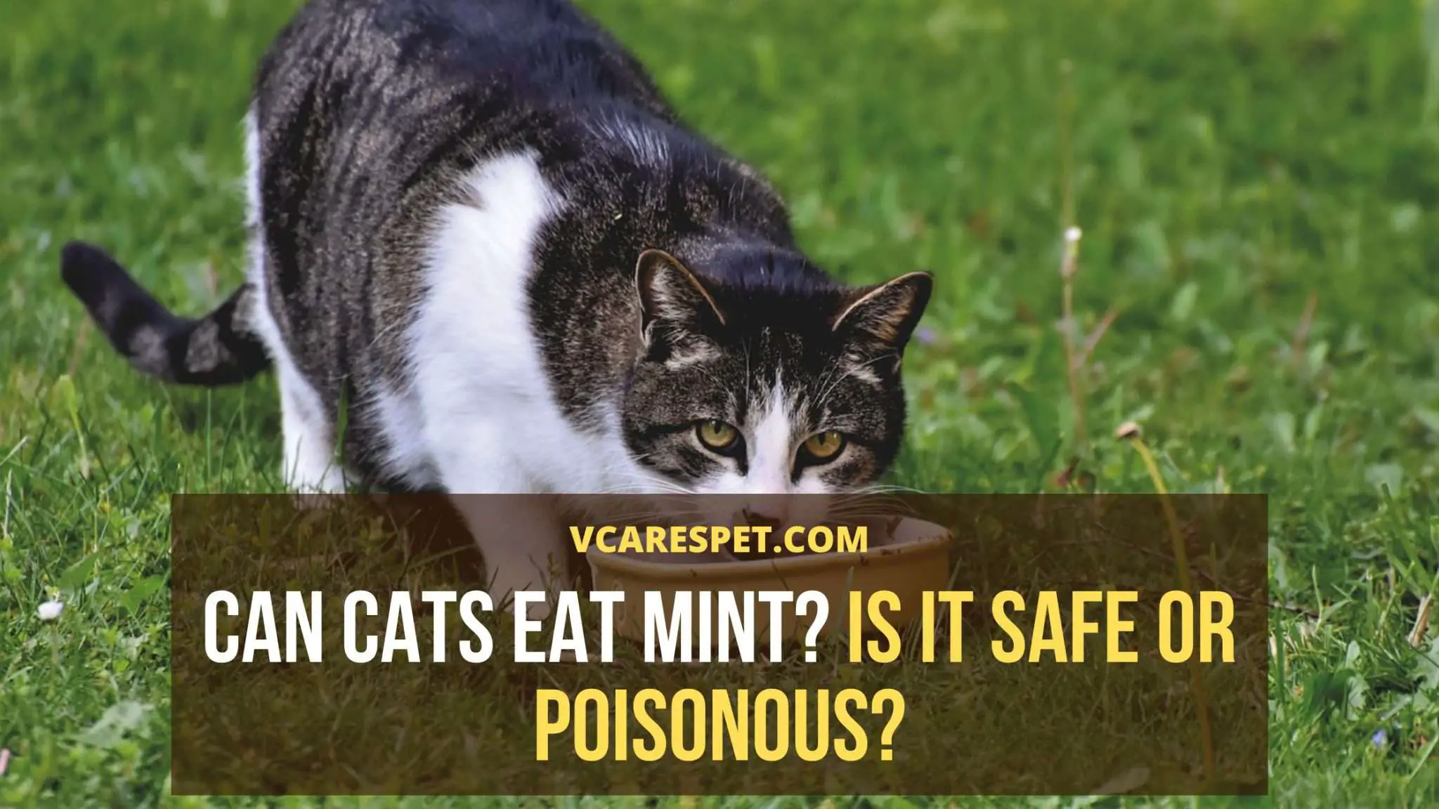 Can Cats Eat Mint? Is It Safe or Poisonous? VCaresPet