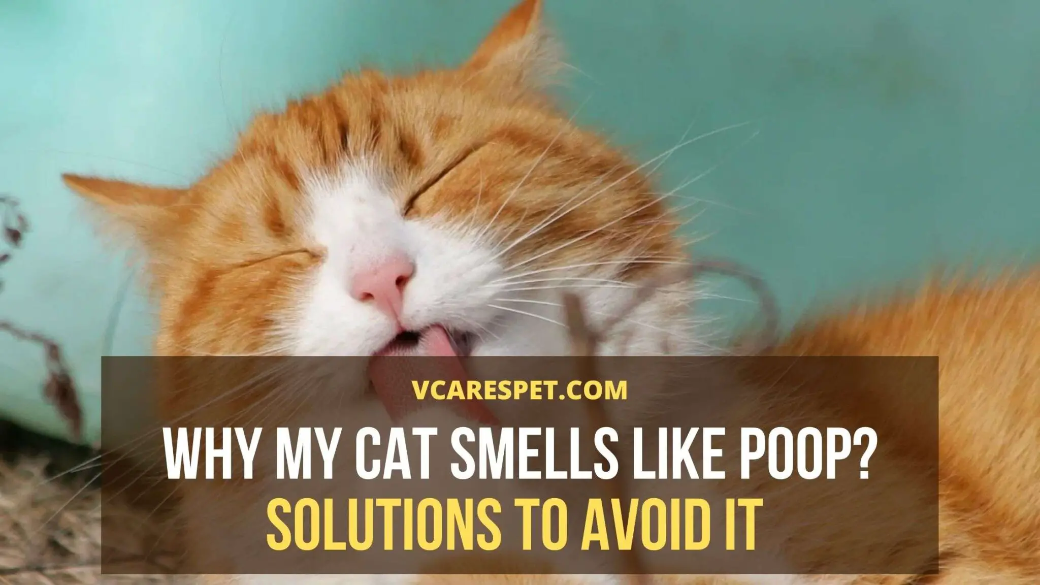 Why My Cat smells like poop