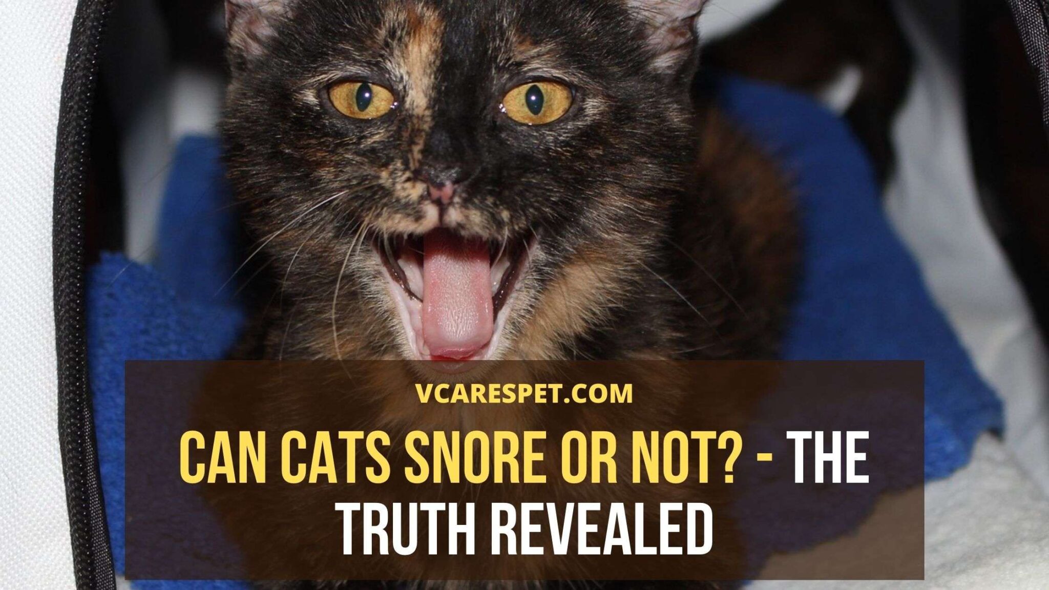 Can cats snore