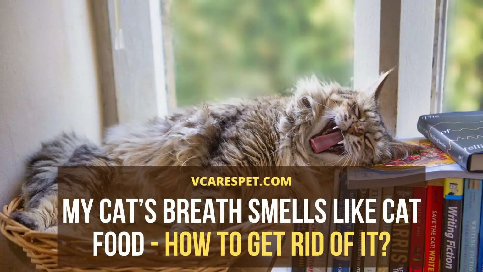 My Cat’s Breath Smells Like Cat Food How To Get Rid Of It? VCaresPet