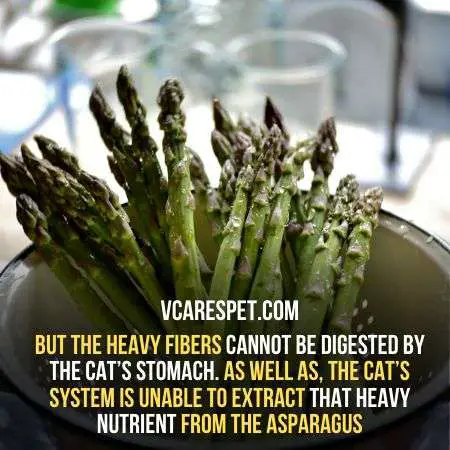 Heavy fibers in asparagus cannot be digested by the cat’s stomach