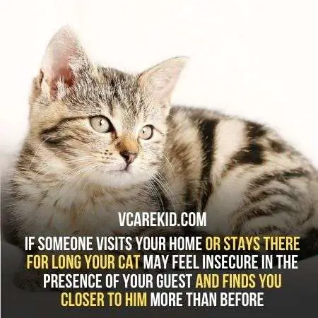 If someone visits your home or stays there for long your cat may feel insecure