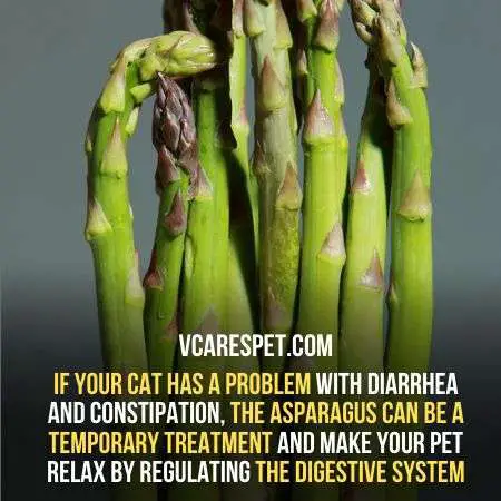 If your cat has a problem with diarrhea and constipation, the asparagus can be a temporary treatment