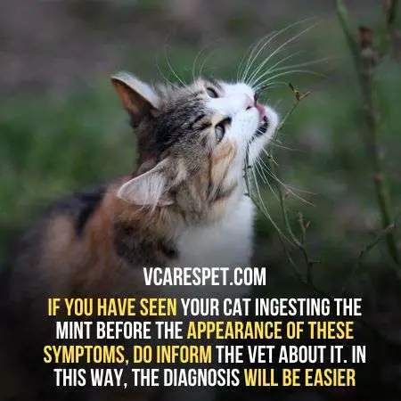 If your cat has eaten the garden mint you should take him to the vet