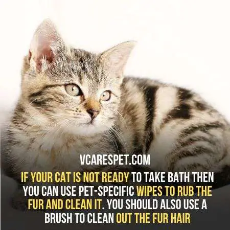 If your cat is not ready to take bath then you can use pet-specific wipes
