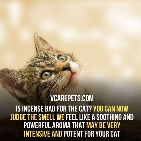 Is incense bad for cat health