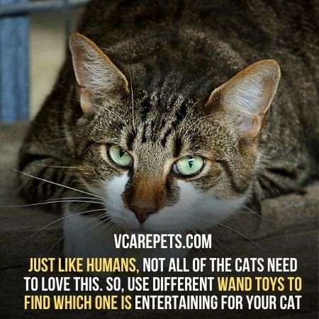 Just like humans, not all of the cats need to love this