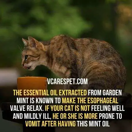 Oil of garden mint can make your cat sick