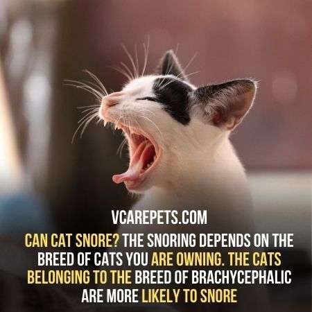 can cats snore