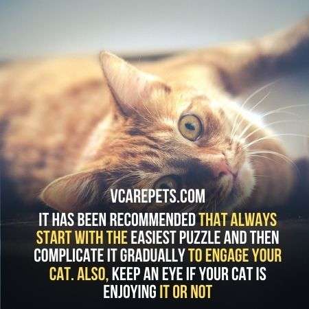 keep an eye if your cat is enjoying it or not