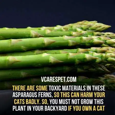 there are some toxic materials in these asparagus ferns, so this can harm your cats badly