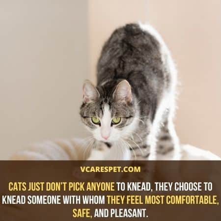 Why Does My Cat Knead Me but Not My Husband? - VCaresPet
