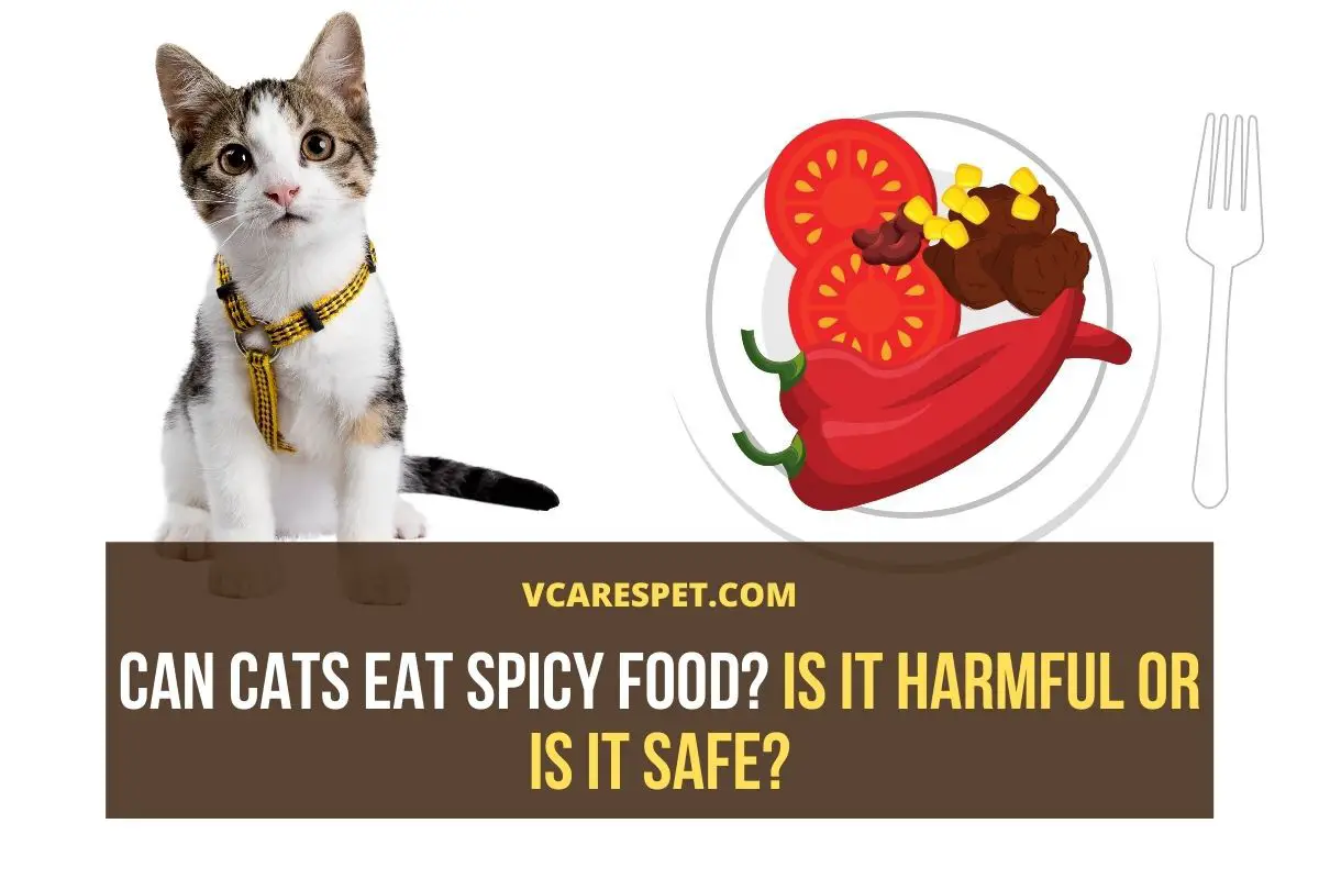 Cats and 2024 spicy food