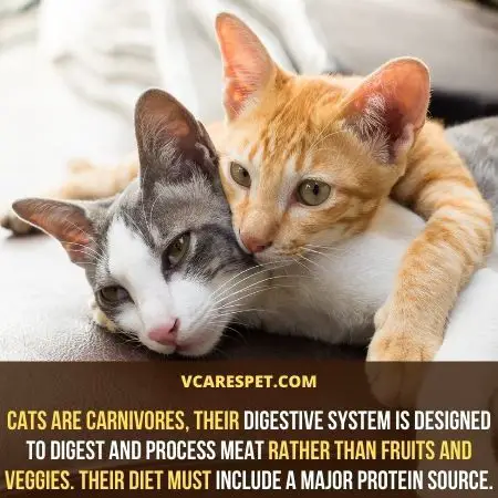 Cats are carnivores, their digestive system is designed to digest and process meat rather than fruits and veggies