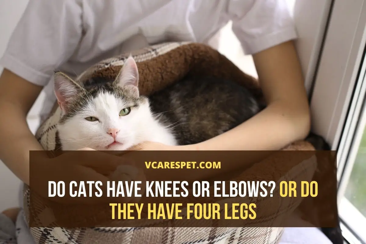 Do Cats Have Knees Or Elbows