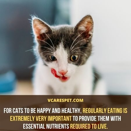 For cats to be happy and healthy, regularly eating is extremely very important to provide them with essential nutrients required to live