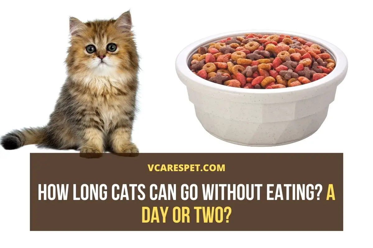 How Long Cats Can Go Without Eating? A Day or A Week? VCaresPet