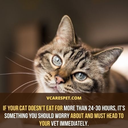 If your cat doesn’t eat for more than 24-30 hours, it’s something you should worry about