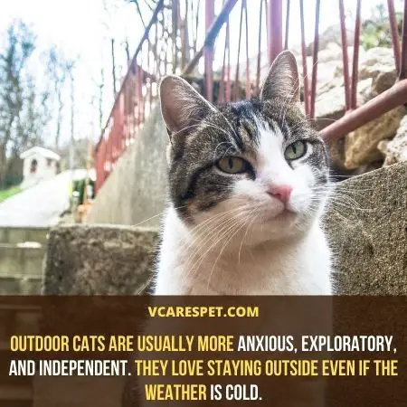 Outdoor cats are usually more anxious