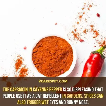 The capsaicin in cayenne pepper is so displeasing that people use it as a cat repellent in gardens