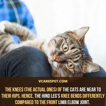 The knees of the cats are near to their hips