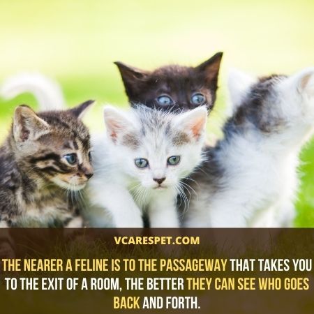 The nearer a cat is to the passageway that takes you to the exit of a room, the better they can see who goes back and forth