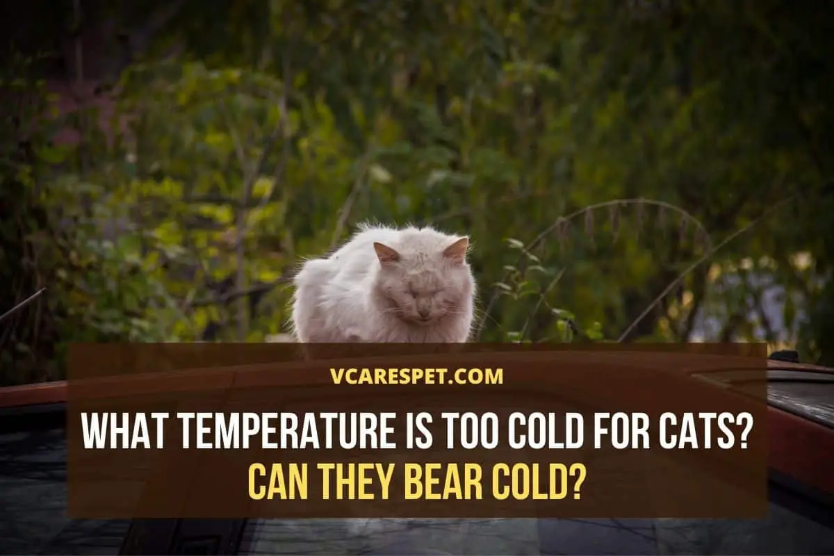 What Temperature Is Too Cold for Cats? Can They Bear Cold? Vcarespet