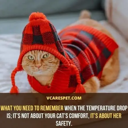 What Temperature Is Too Cold for Cats: What you need to remember when the temperature drop is; it’s not about your cat’s comfort, it’s about her safetyq