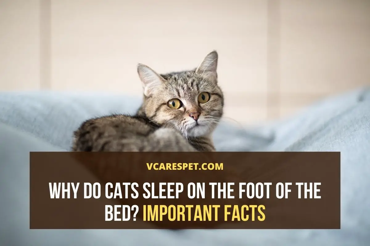 Why Do Cats Sleep at The Foot of The Bed