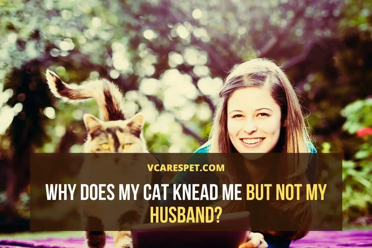 Why Does My Cat Knead Me but Not My Husband