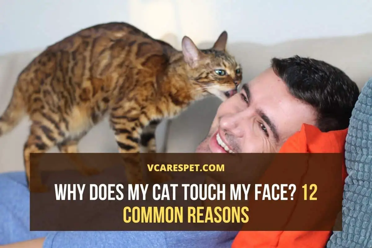 Why Does My Cat Touch My Face