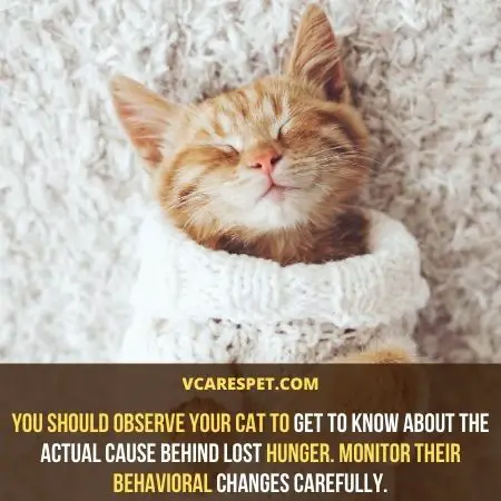 You should observe your cat to get to know about the actual cause behind lost hunger